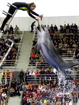 Two dolphins jump for food in front of an audience during 