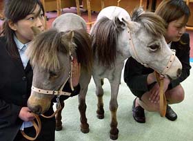 Miniature horses, Nazeer and Chelsea, are shown before a meeting with Japanese parliamentarians 