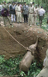 A three-year-old elephant baby is stranded in a ground hole