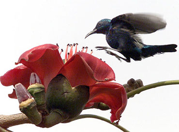 A blue hummingbird flies near a flower