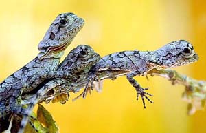 Three of a group of six frillneck lizards that hatched 11 days ago sit on a branch at Sydney's Taronga Zoo