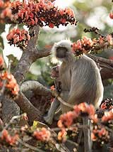 A langur monkey and her baby sit on a branch of a tree