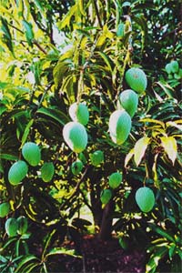 Mango, the king of fruits, can flourish with a little care