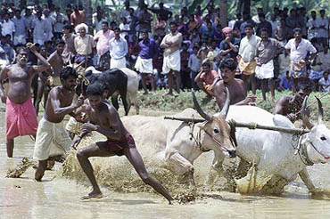 Villagers take part in a cattle race near Piravom in Kerala