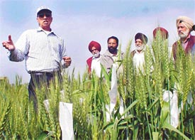 Dr Bikram S. Gill from Kansas State University, USA, on the first day of his visit to a wheat research farm