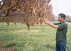 A farmer inspects damage caused to mango trees in his farm at Chohal village in Hoshiarpur district