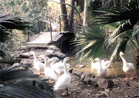 The recharged swan lake on the Ridge