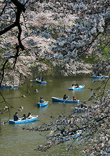 Japanese holidaymakers take to rowboats