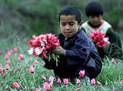 Afghan boys pick up flowers from a field in Bagram