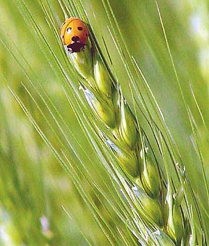 Tribune lensman Pradeep Tewari captures a ladybird beetle