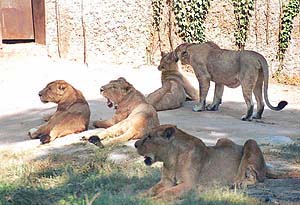 Famished lions wait for food in Chhat Bir Zoo 