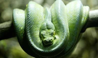 A green tree python sleeps during the early hours