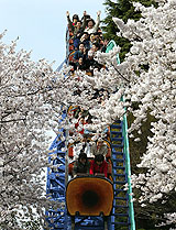 People on a roller coaster speed through a tunnel of cherry blossoms