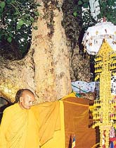 The Buddha attained Enlightenment under the Bodhi tree