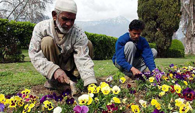 Kashmiri gardeners arrange flowers at Shalimar Garden