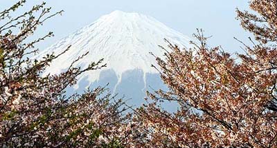 Japan's famous Mount Fuji is seen behind cherry blossoms