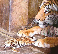 The Royal Bengal cub that was born to a tigress at Mahendra Chaudhary Zoological Park