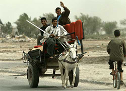 Iraqi looters transport furniture on a donkey drawn cart