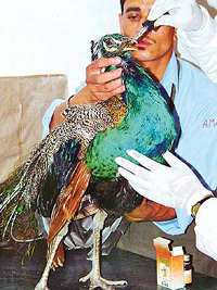 An injured peacock gets treatment at the People for Animals (PFA) clinic in Sector 11, Chandigarh. 