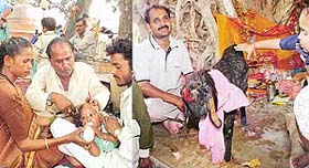 Make hay...before the sun sets: Barbers and Brahmins reap last-minute harvests on Ashtami during the Navratras as devotees get the mundan performed; and (right) a goat being donated to a Brahmin at the Mata Mansa Devi shrine