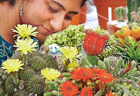 Scent of cacti: A young woman admires a rare variety of cactus during the 26th annual cactus show, organised by the National Cactus and Succulent Society of India at the cactus garden in Panchkula 