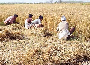 Harvesting of wheat crop in full swing