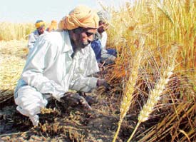 Manual harvesting in progress in a village near Ludhiana