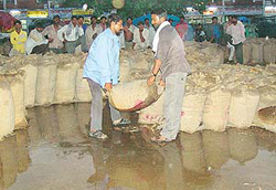 Labourers carry bags of wheat to safer places after brief showers created pools of water in the Sector 26 Grain Market 