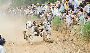 A bullock-cart race in progress at Khuda Ali Sher village on Monday.