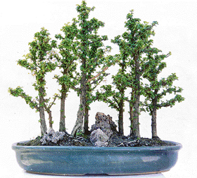 Bonsai in full bloom