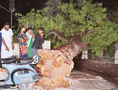 A neem tree which was uprooted by high velocity winds in Sector 20-C, Chandigarh, on Saturday night.