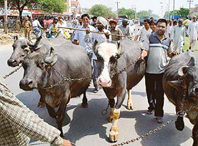 Municipal staff herd the cattle captured from Burail in Chandigarh as part of a rid-the-city-of-cattle campaign on Friday. 