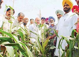 A progressive farmer, Buta Singh Kular, shows his standing winter maize crop 