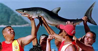 Brazilian lifeguards hold up a live shark