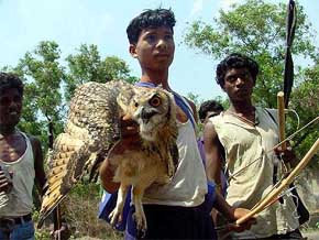 The annual traditional Bisu Hunting festival of the tribals of Jharkhand marks the doomsday for many wild animals