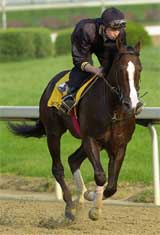Kentucky Derby hopeful Domestic Dispute gallops on the track with jockey  Joe Deegan
