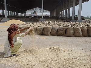 Unmindful of her rights, an old woman labourer separates grains from the wheat husk