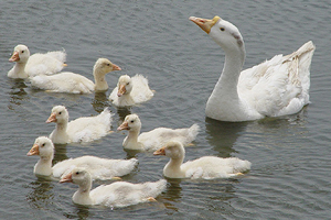 Ducks cool off in waters