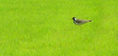 A lush green paddy nursery which is ready to be transplanted at a village