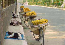 Mango vendors have a siesta on a hot summer noon