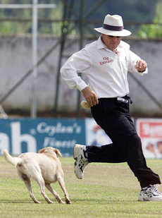 Australian umpire Darrel Harper chases a stray dog from the field 