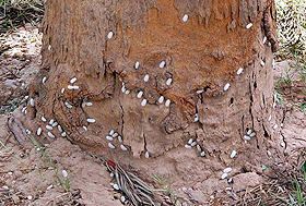 This tree on the Government Museum road in Sector 10 reflects the quantum of damage being inflicted by the deadly mealy bugs