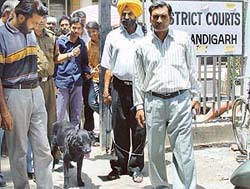 A dog squad comes out of the Sector 17 District Courts complex, which was evacuated following a bomb hoax in Chandigarh on Wednesday.