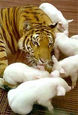 Sai Mai, a 26-month-old female tiger, plays with piglets