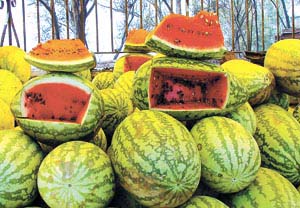 NESTING GROUND FOR FLIES