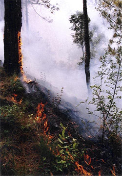 A forest fire in the Badai forest area near Shimla