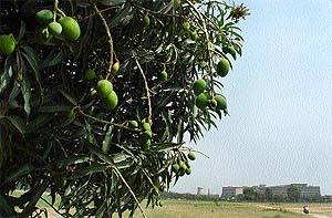 One of the mango varieties in the park