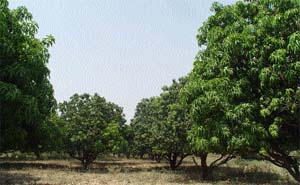 The mango grove in Rajendra Park Chandigarh