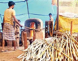 Bamboo merchants who have been asked to move out of Ambala city. 