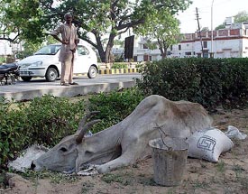 A cow, which was injured in an accident, is being looked after by good Samaritans on the Mall Road